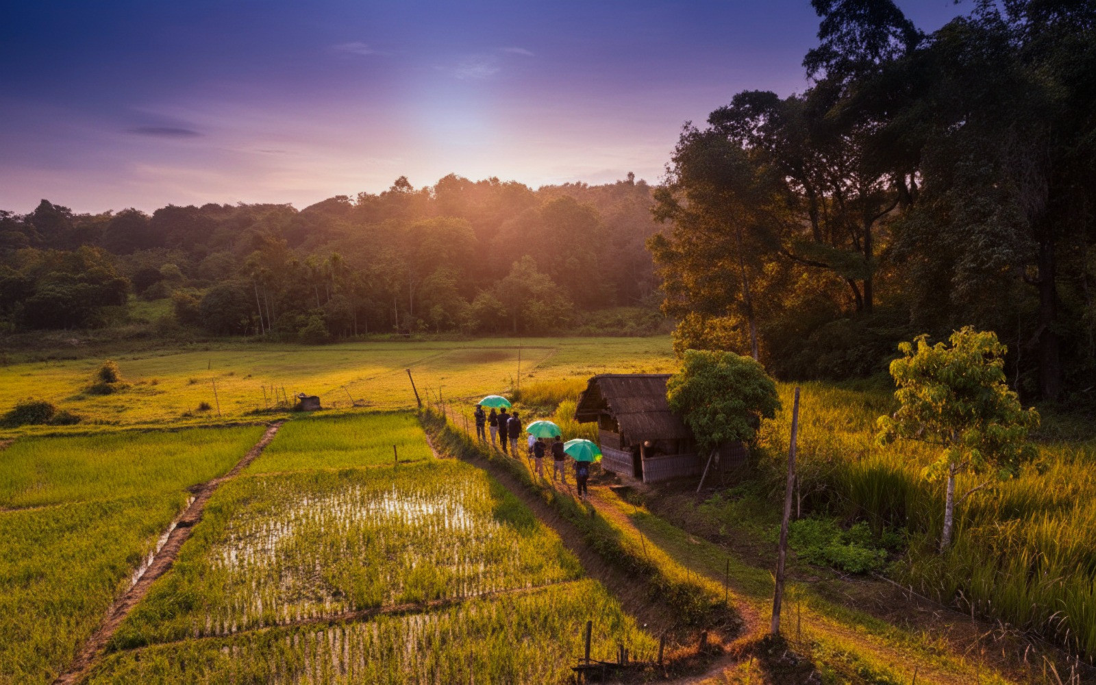 Top Reasons Why The Woods Resort is the Best Resort in Wayanad for Nature Lovers